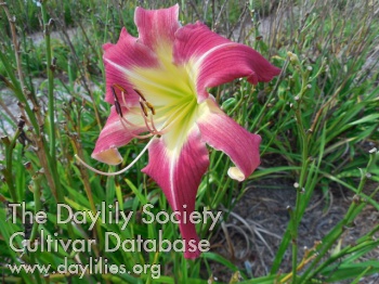 Daylily Karen Suzan